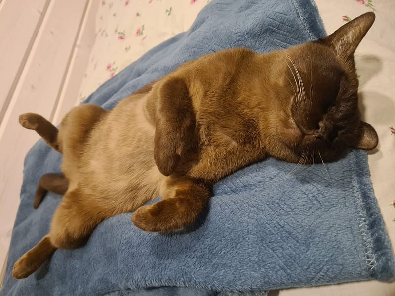 偷偷摸貓舍商行