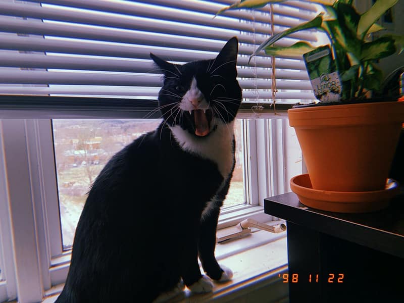 偷偷摸貓舍商行