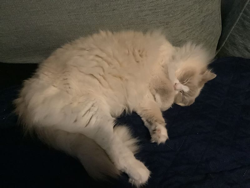 優質推薦的犬舍