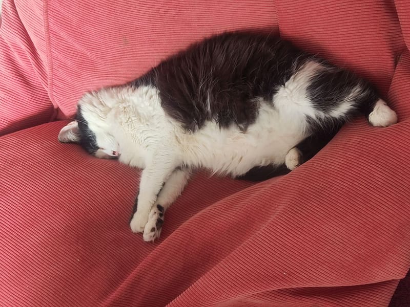 咪咪阿狗狗寵物店