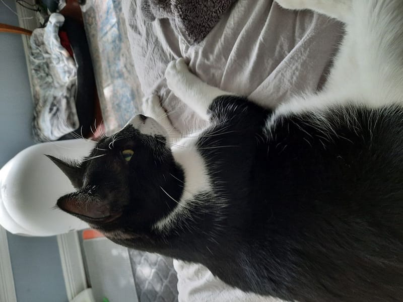 喵喵有約有限公司