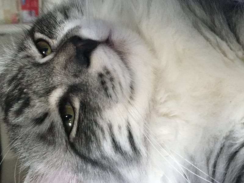 噯麗寵物店(犬)