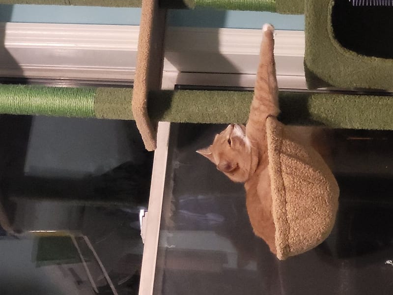 壓耳狗狗寵物專門店