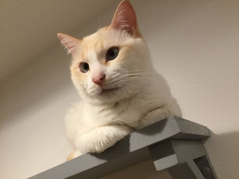 寵物王國股份有限公司