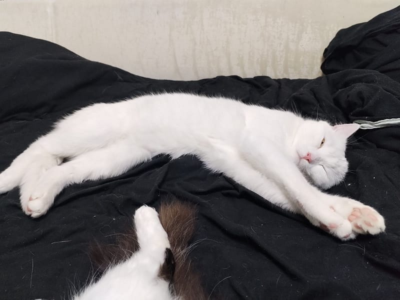 尊爵名皇國際專業犬貓舍