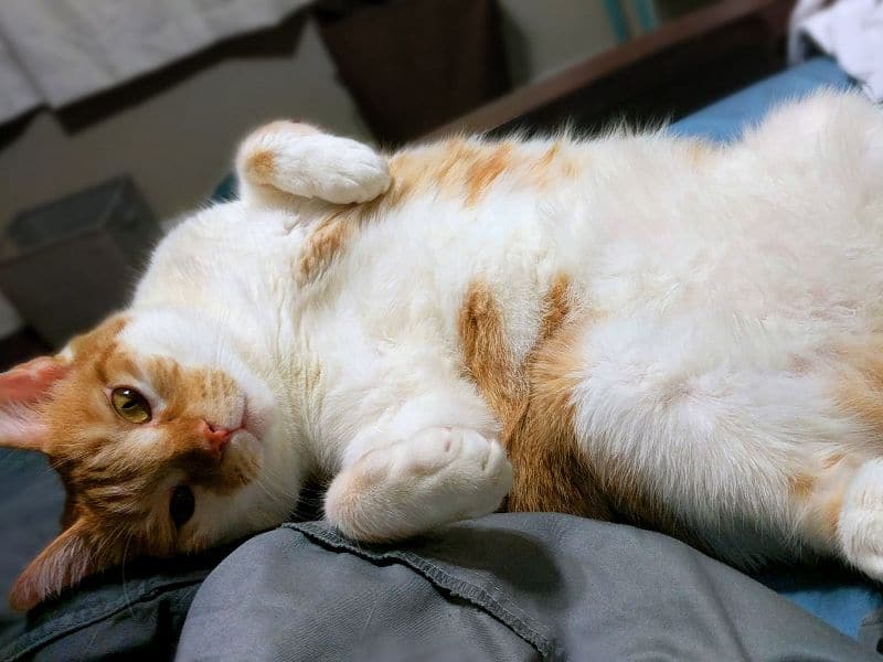 就是狗寵物美容店