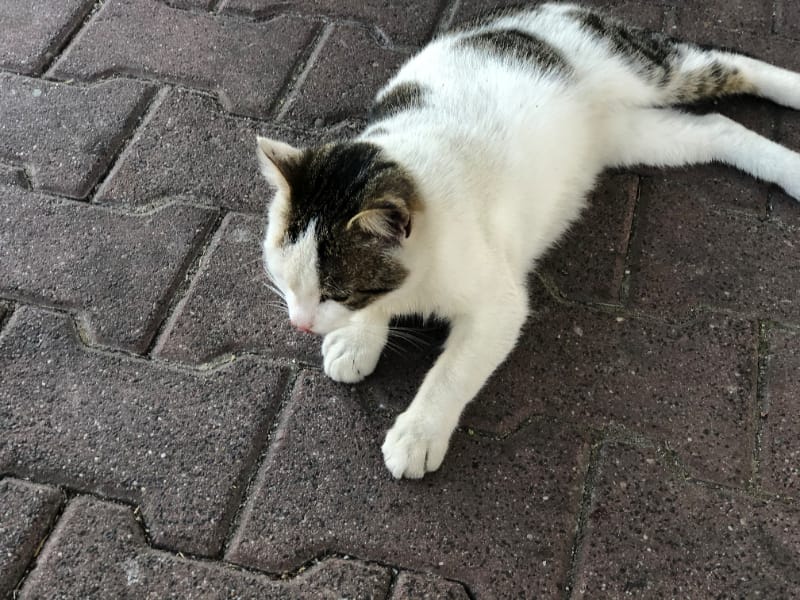 新桃園動物診所