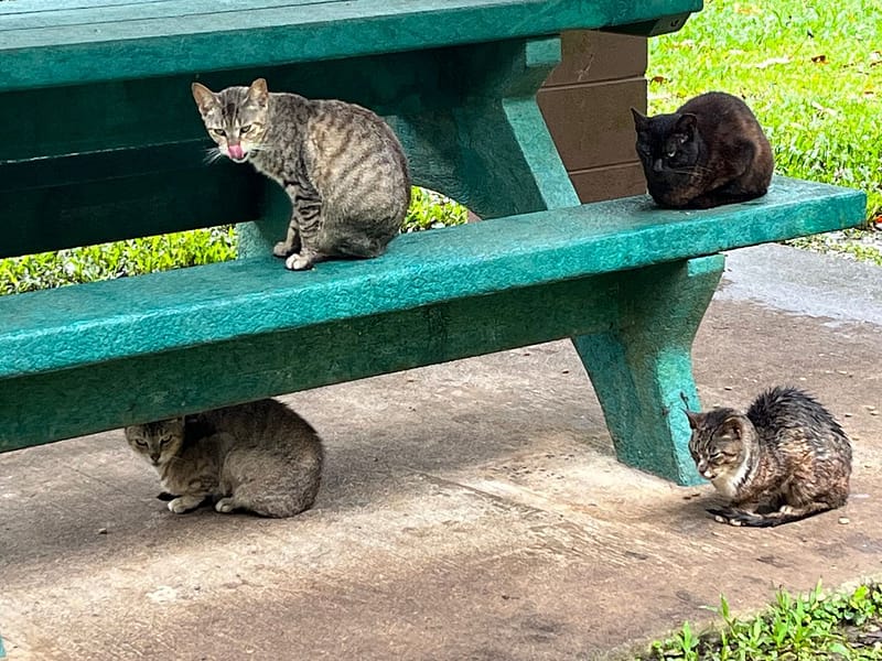 東森寵物雲股份有限公司楠梓藍昌分公司