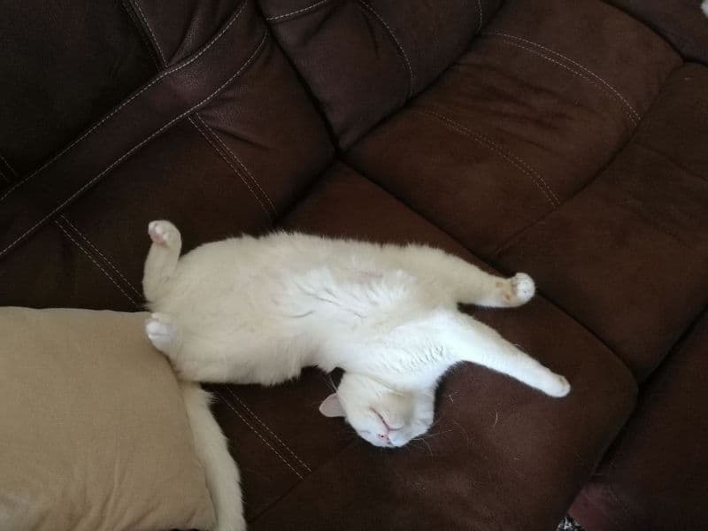 極致惡霸窟犬舍