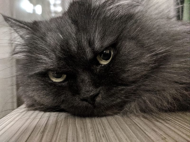 毛哈哈寵物美容坊