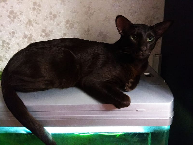 汪樂寵物美容工坊