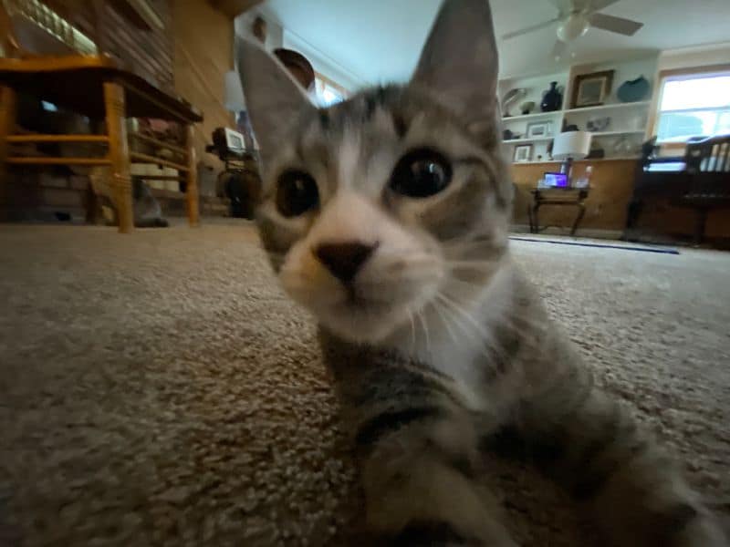 法拉利愛犬美容屋