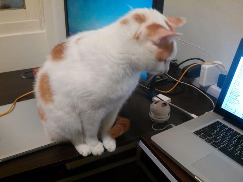 泰迪貴賓專業犬舍