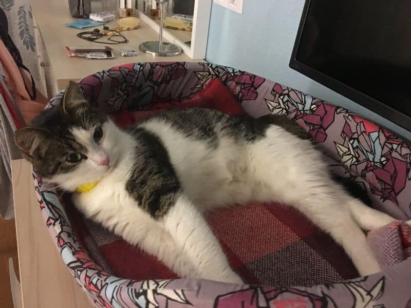 漂亮寶貝寵物美容坊