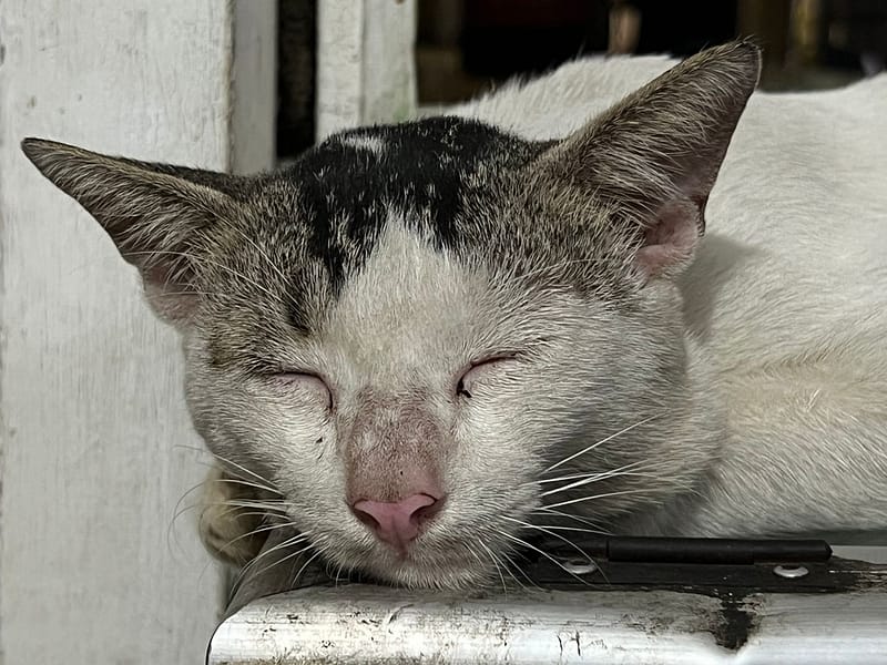 狗王之家寵物美容生活館