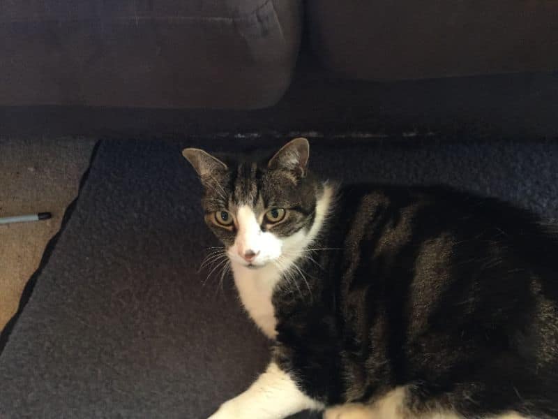 狗福美學館有限公司