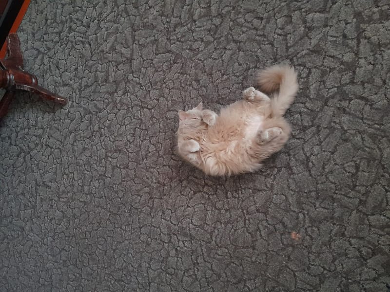 羊咩咩寵物生活館