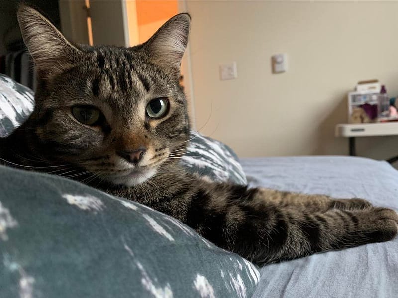 聯進專業育種犬舍