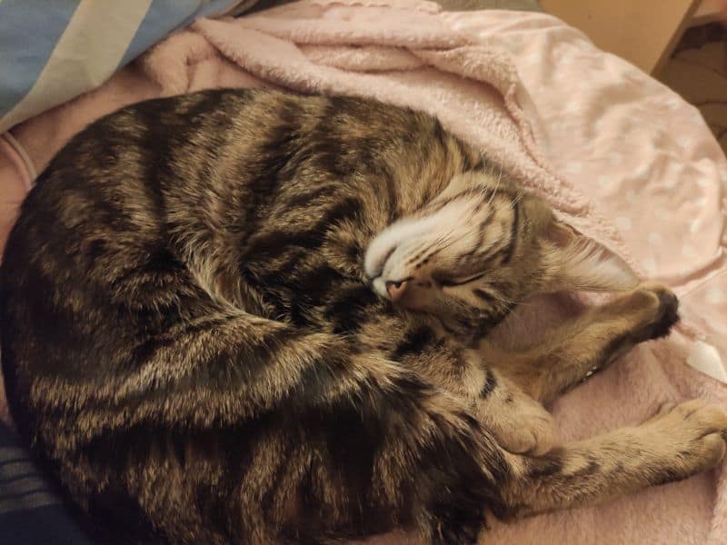 肉掌星球寵物生活館