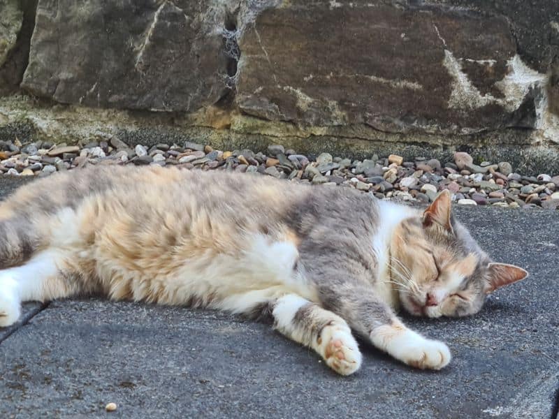 花居寵物生活別館