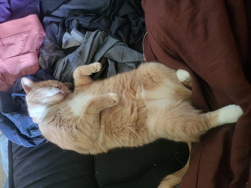 荳格寵物美學館