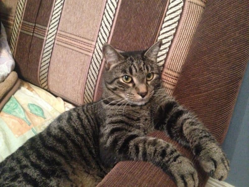 萬達寵物事業股份有限公司_林森分公司