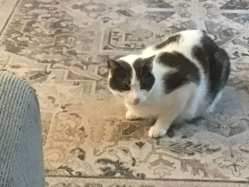 萬達寵物事業股份有限公司桃園龍安分公司