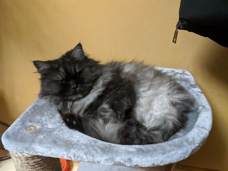 貓管家精緻寵物旅館