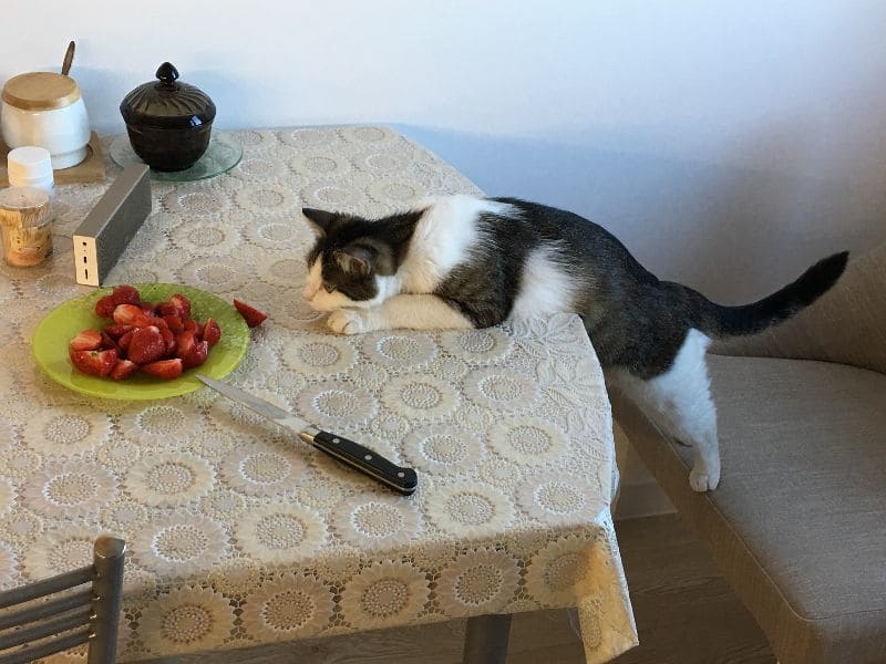 趴趴走寵物生活館