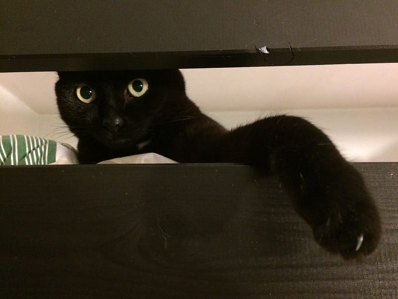 阿儒先生寵物盒子館