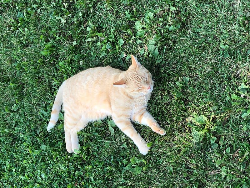 龍騰八八名犬培育