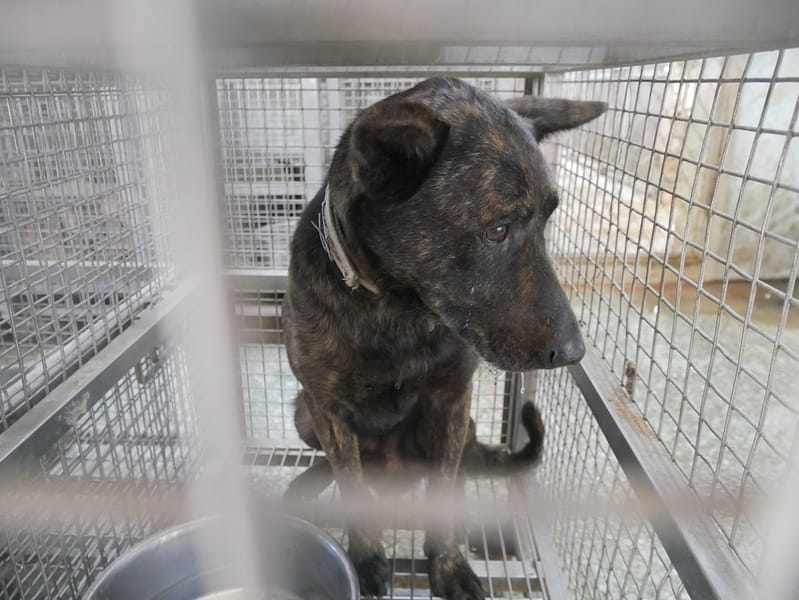 【待認養】混種犬 狗 (男生) - 臺南市動物之家善化站