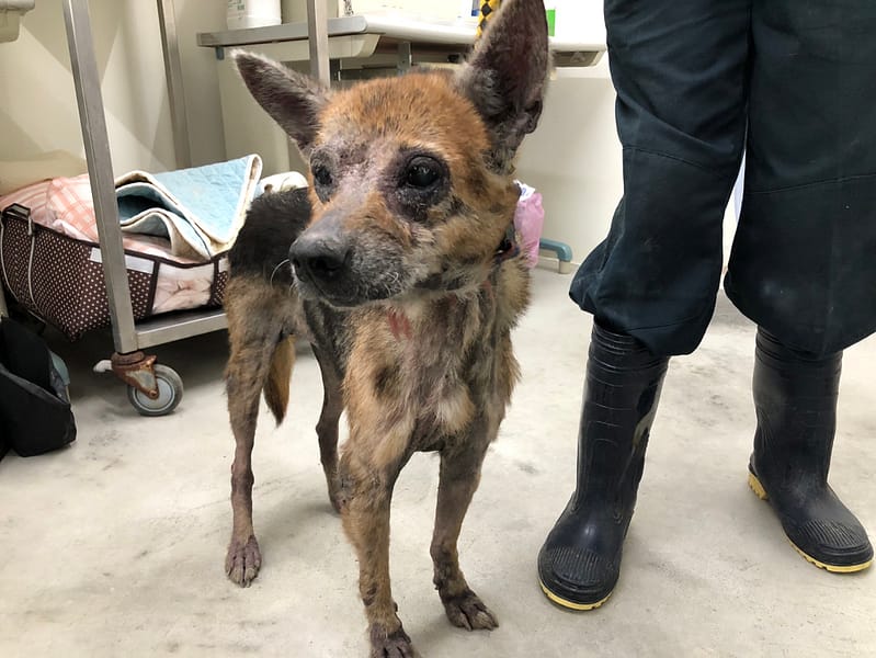 【待認養】混種犬 狗 (女生) - 臺北市動物之家