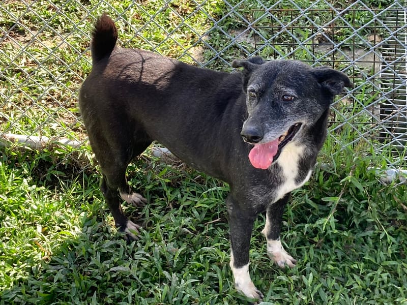 【待認養】混種犬 狗 (女生) - 臺北市動物之家