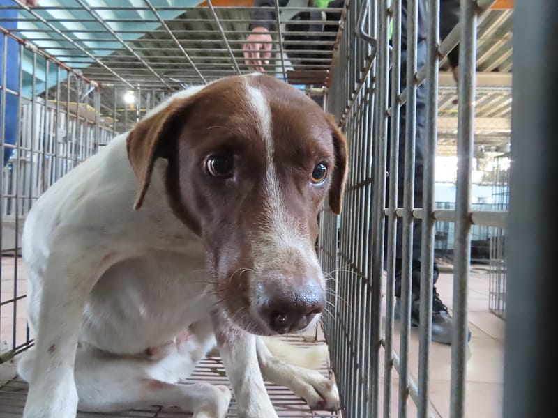 【待認養】混種犬 狗 (男生) - 臺南市動物之家灣裡站