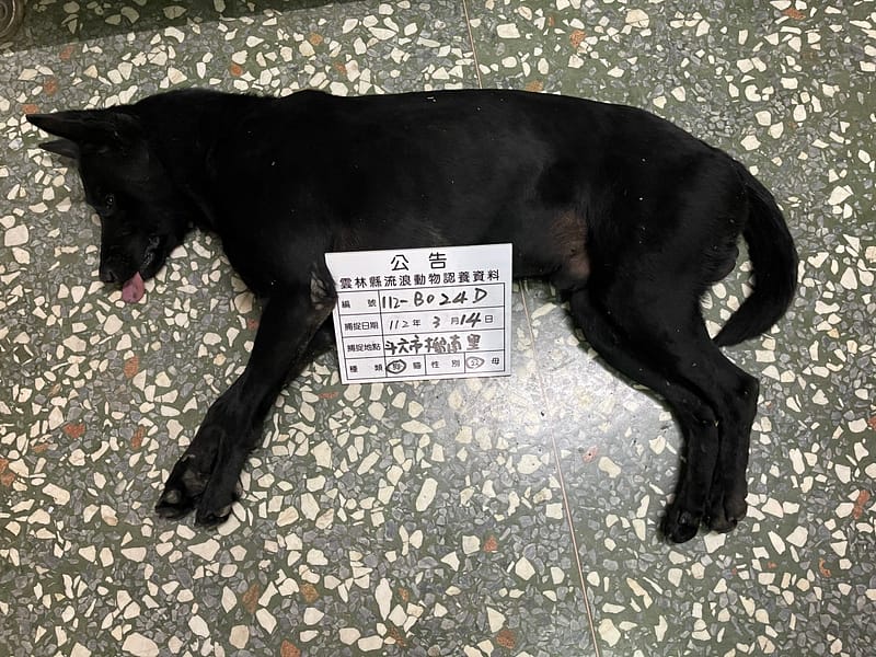 【待認養】混種犬 狗 (男生) - 雲林縣流浪動物收容所