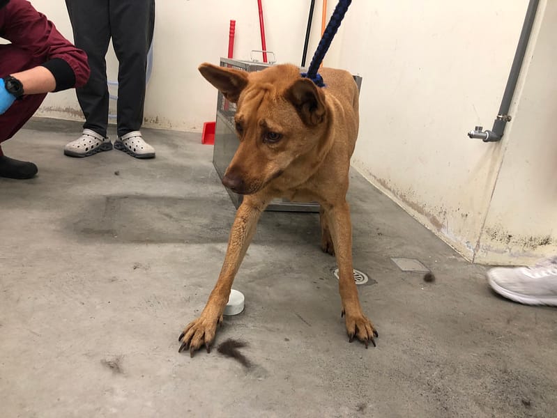 【待認養】混種犬 狗 (女生) - 臺北市動物之家