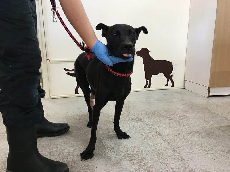 【待認養】混種犬 狗 (女生) - 臺北市動物之家