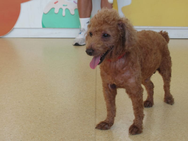 【待認養】貴賓犬 狗 (男生) - 新竹市動物保護教育園區