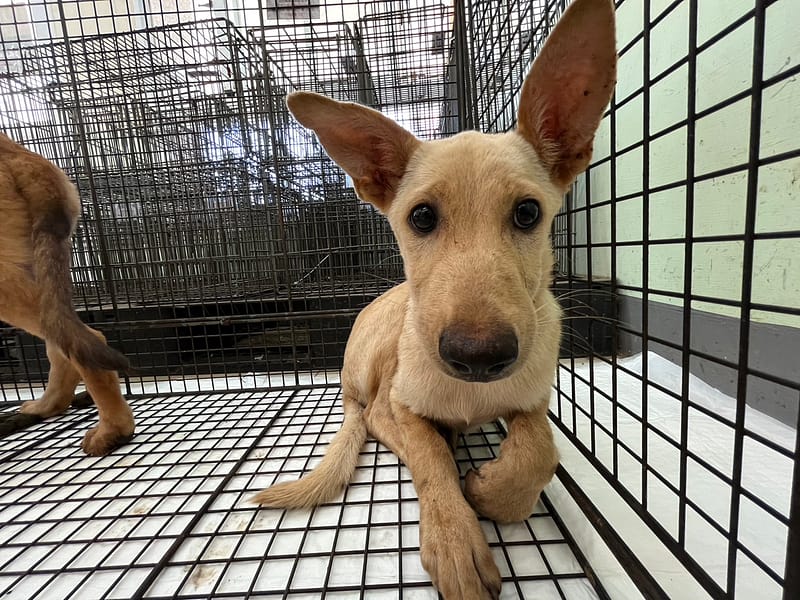 【待認養】混種犬 狗 (男生) - 金門縣動物收容中心