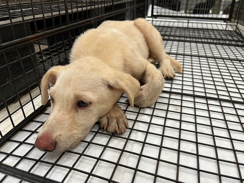 【待認養】混種犬 狗 (男生) - 金門縣動物收容中心