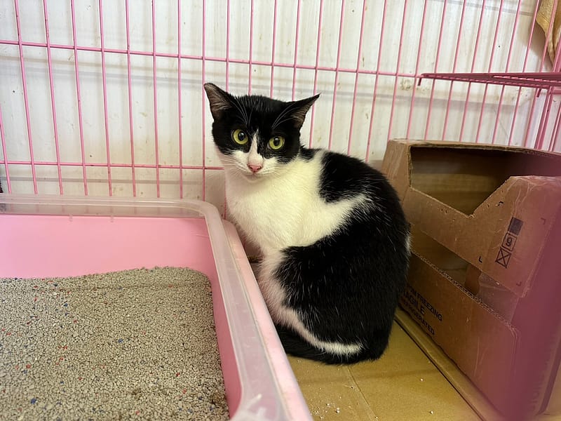 【待認養】混種貓 貓 (女生) - 臺北市動物之家