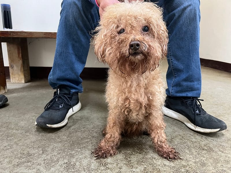 【待認養】貴賓犬 狗 (男生) - 桃園市動物保護教育園區