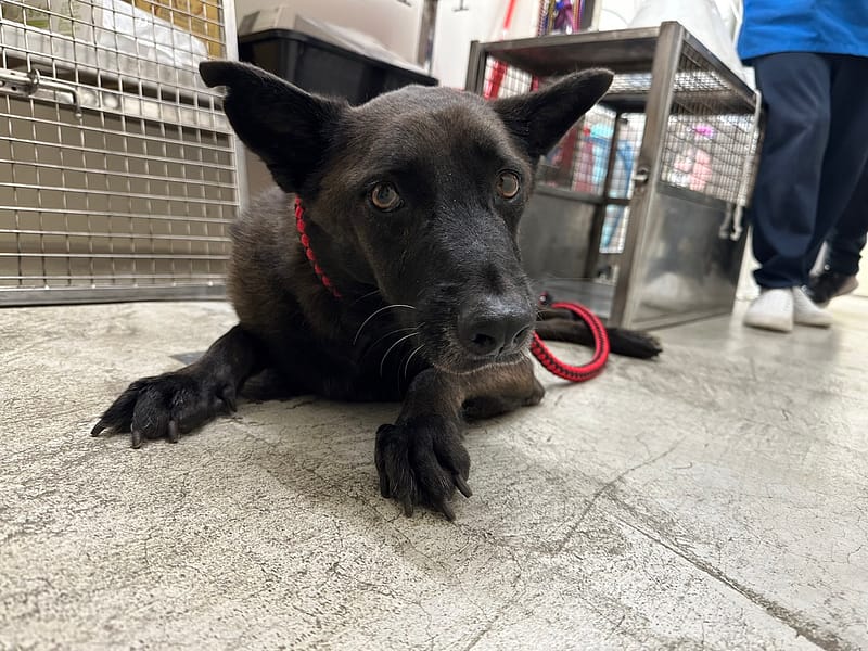 【待認養】混種犬 狗 (男生) - 臺北市動物之家