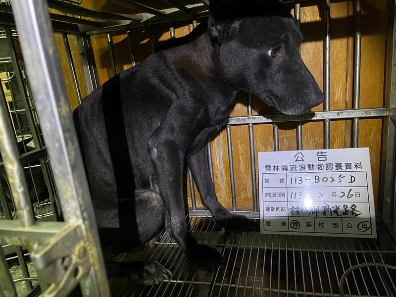 【待認養】混種犬 狗 (女生) - 雲林縣流浪動物收容所
