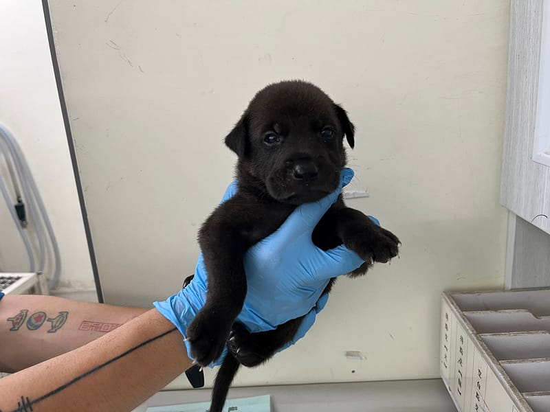 【待認養】混種犬 狗 (男生) - 臺北市動物之家