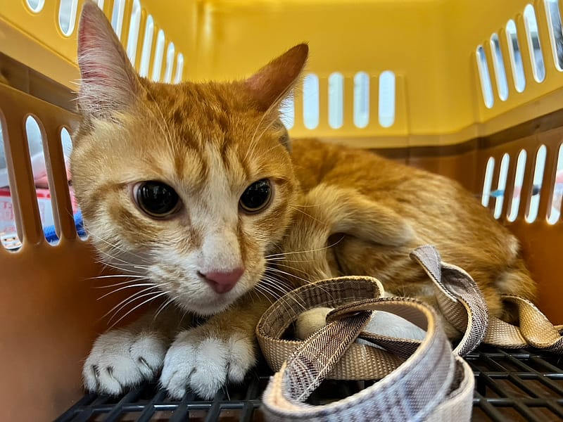 【待認養】混種貓 貓 (男生) - 桃園市動物保護教育園區