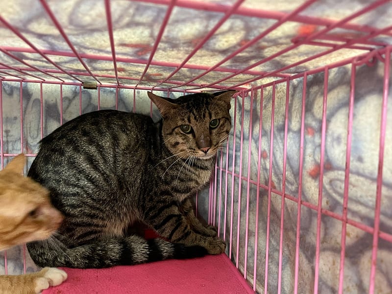 【待認養】混種貓 貓 (男生) - 臺北市動物之家