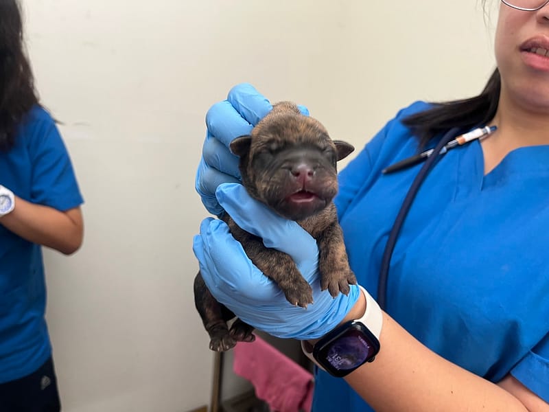 【待認養】混種犬 狗 (男生) - 臺北市動物之家