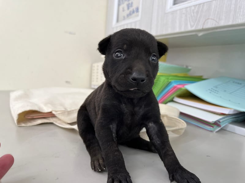 【待認養】混種犬 狗 (男生) - 臺北市動物之家